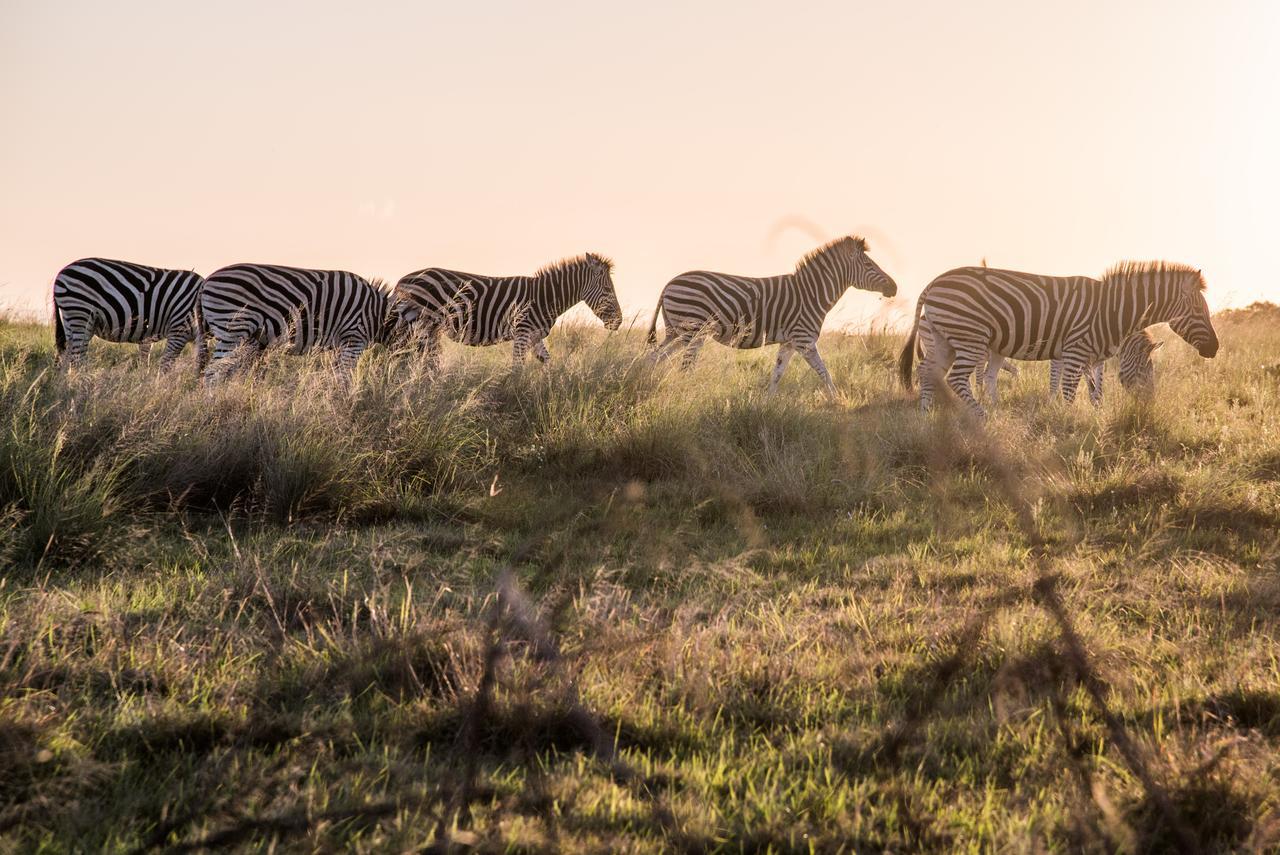 Lalibela Game Reserve Mark'S Camp Grahamstown Exterior foto