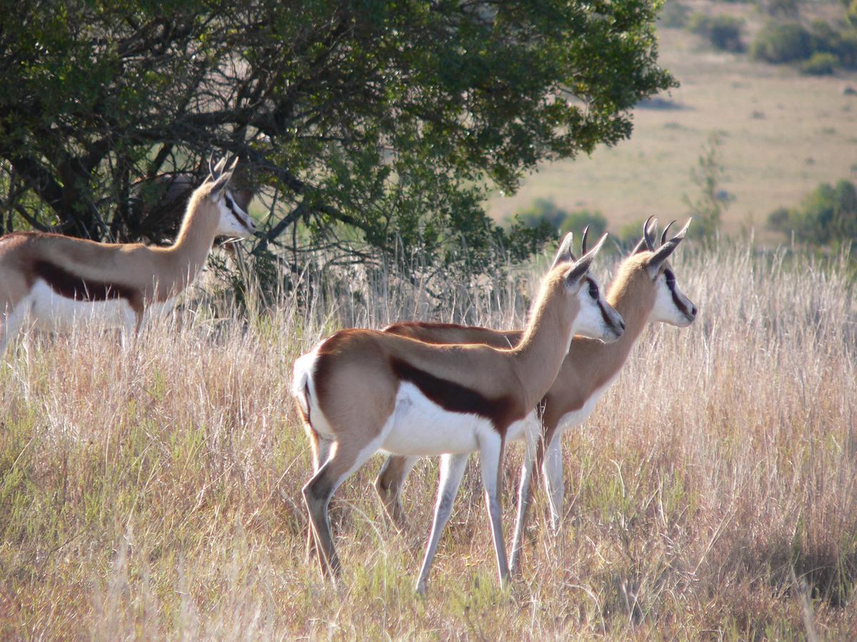 Lalibela Game Reserve Mark'S Camp Grahamstown Exterior foto